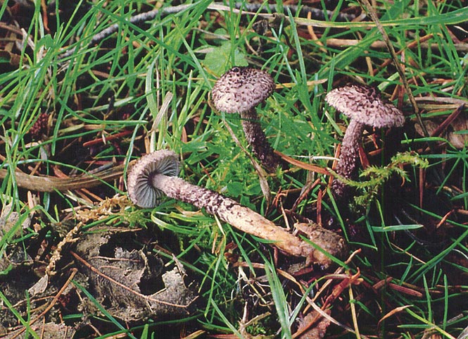 Squamanita pearsonii